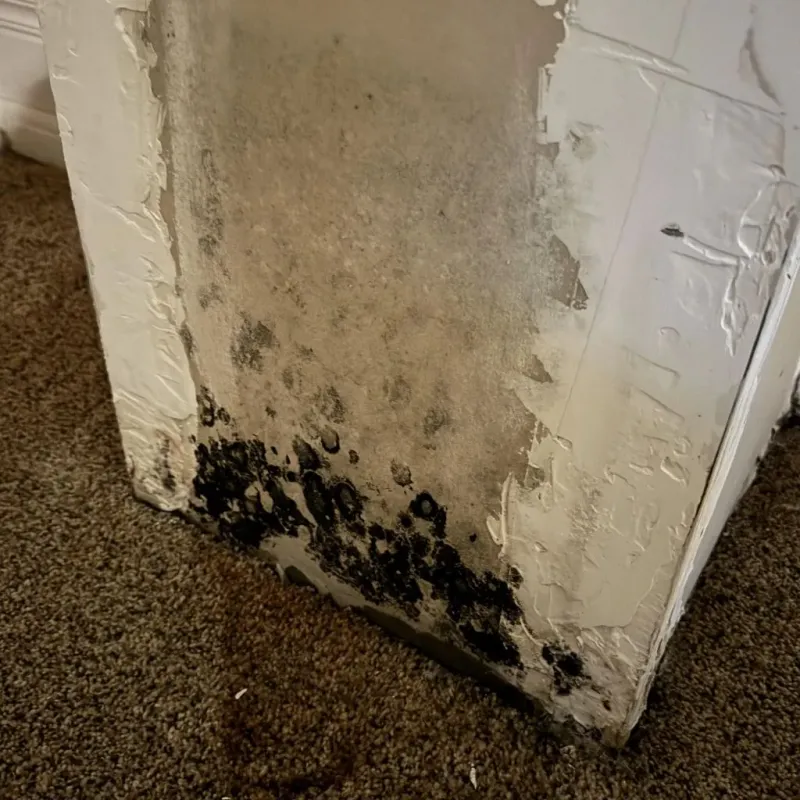 Professional Mold Removal in Grafton, WI